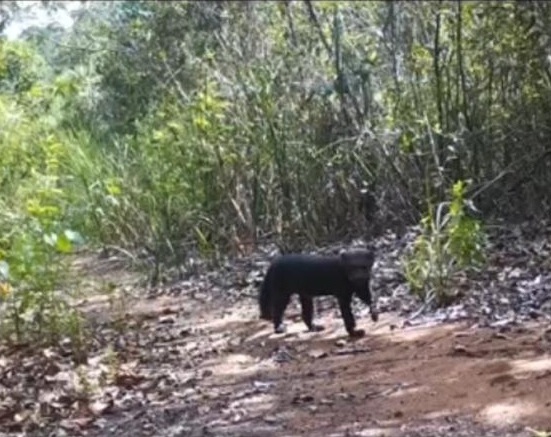 Ambientalistas são atacados a tiros na Chapada Diamantina por Acervo Pessoal