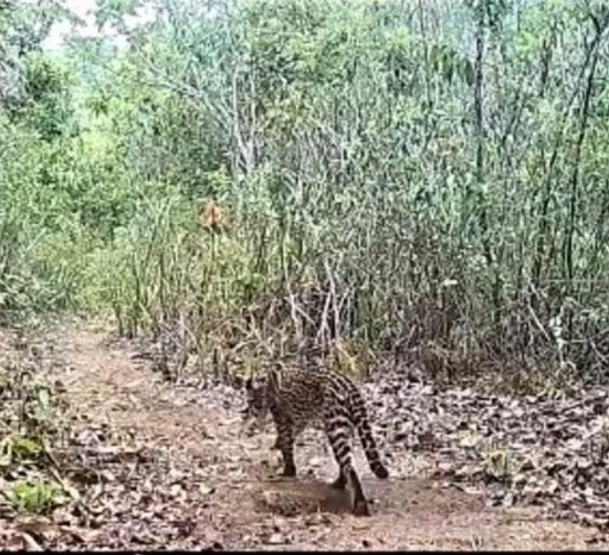 Ambientalistas são atacados a tiros na Chapada Diamantina por Acervo Pessoal