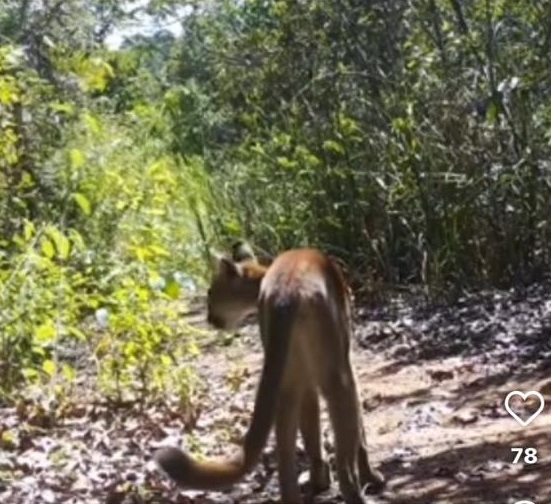 Ambientalistas são atacados a tiros na Chapada Diamantina por Acervo Pessoal