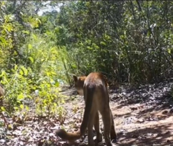 Ambientalistas são atacados a tiros na Chapada Diamantina por Acervo Pessoal