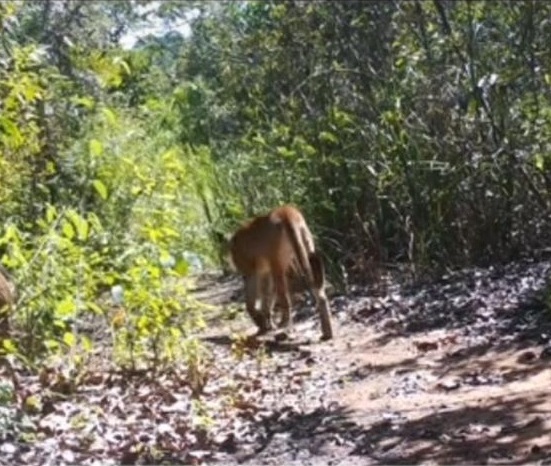 Ambientalistas são atacados a tiros na Chapada Diamantina por Acervo Pessoal