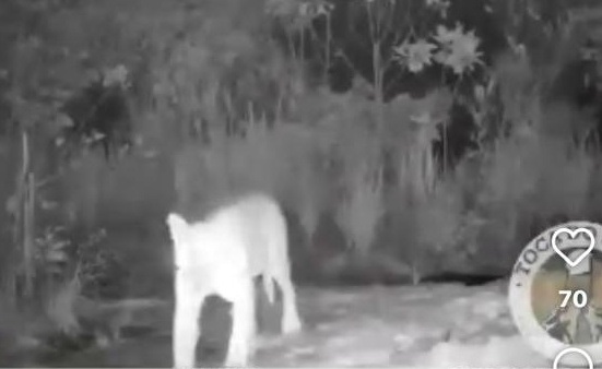 Ambientalistas são atacados a tiros na Chapada Diamantina por Acervo Pessoal