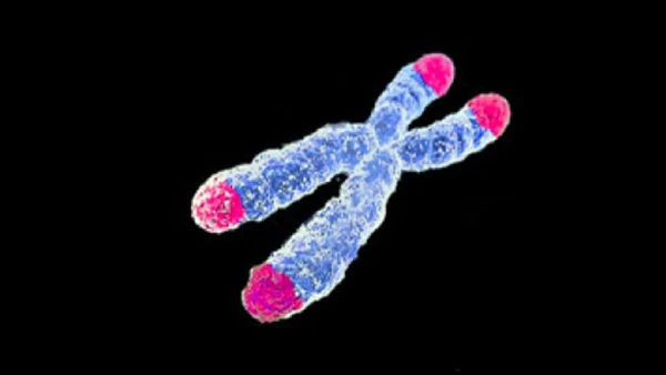 HeLa ajudou cientistas a entender por que o HIV infecta algumas células com mais facilidade que outras por Thomas Splettstoesser / Wikimedia Commons