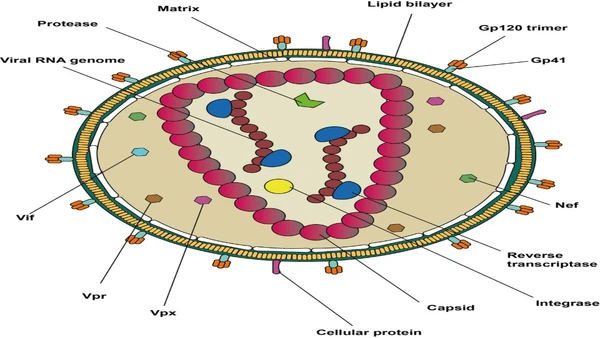 HeLa foi usada para observar, em nível molecular, como a bactéria da tuberculose causa doença por NIAID / Wikimedia Commons