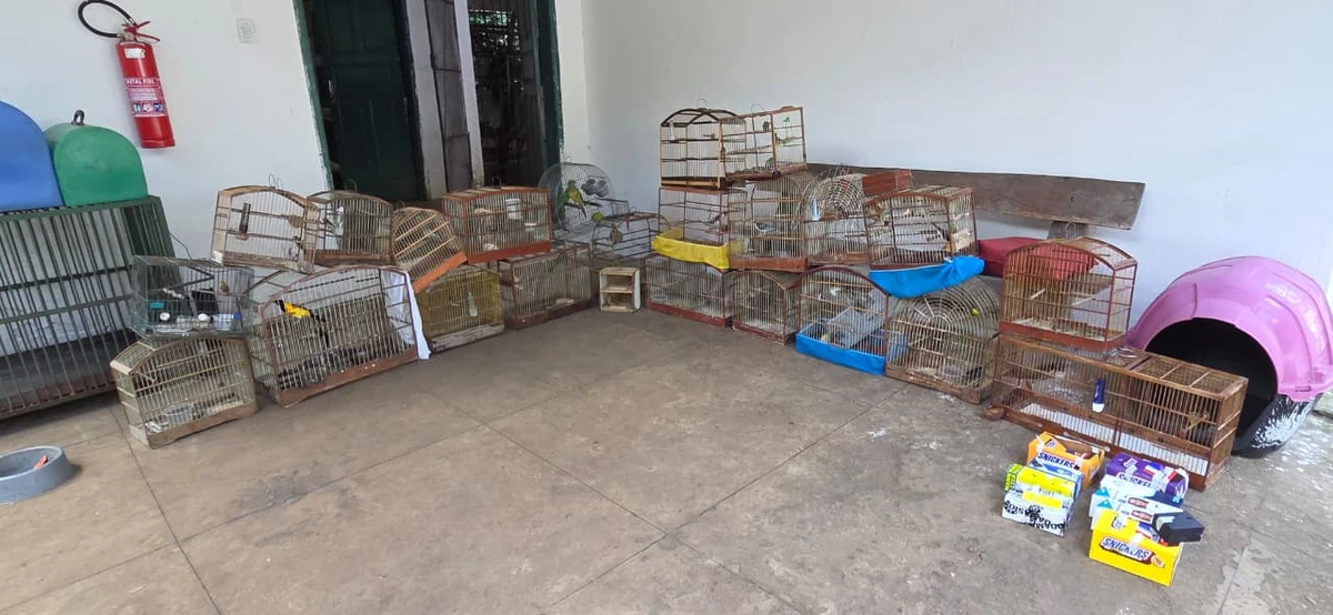 Mais de 45 aves silvestres são resgatadas em feira irregular em Vitória da Conquista por Reprodução