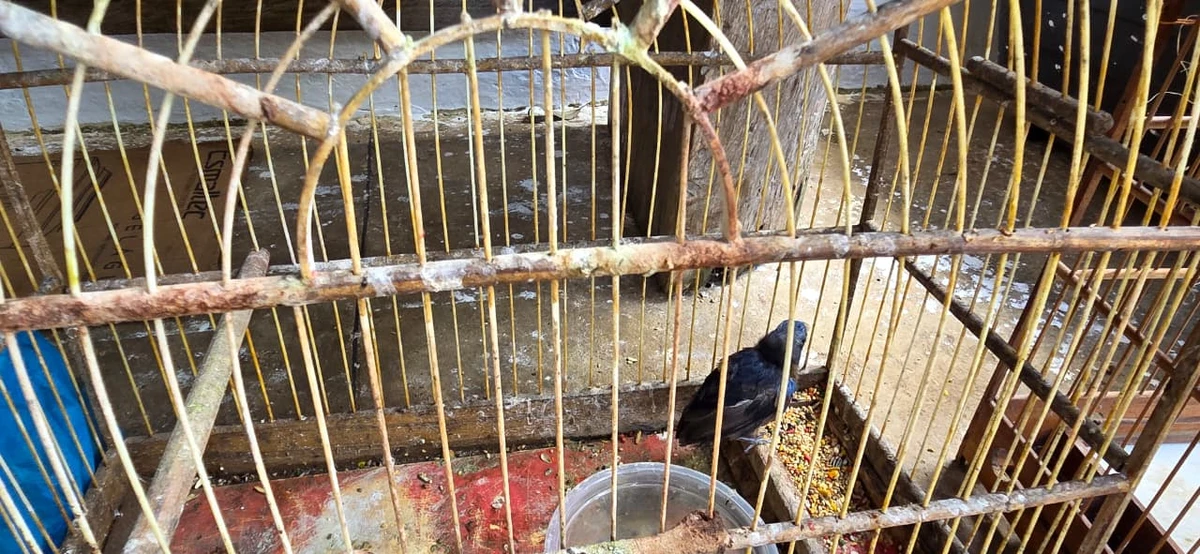 Mais de 45 aves silvestres são resgatadas em feira irregular em Vitória da Conquista por Reprodução
