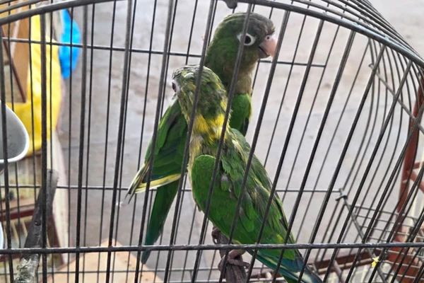 Mais de 45 aves silvestres são resgatadas em feira irregular em Vitória da Conquista