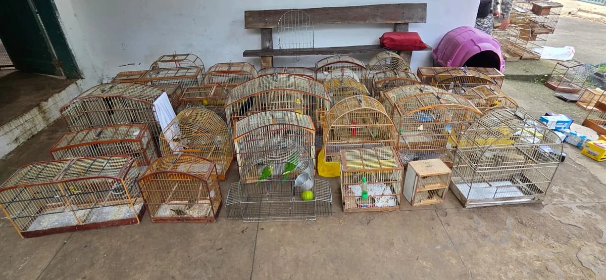 Mais de 45 aves silvestres são resgatadas em feira irregular em Vitória da Conquista por Reprodução