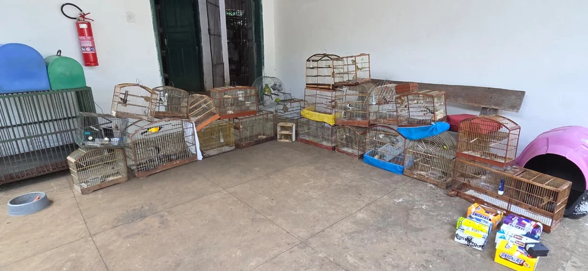 Mais de 45 aves silvestres são resgatadas em feira irregular em Vitória da Conquista por Reprodução