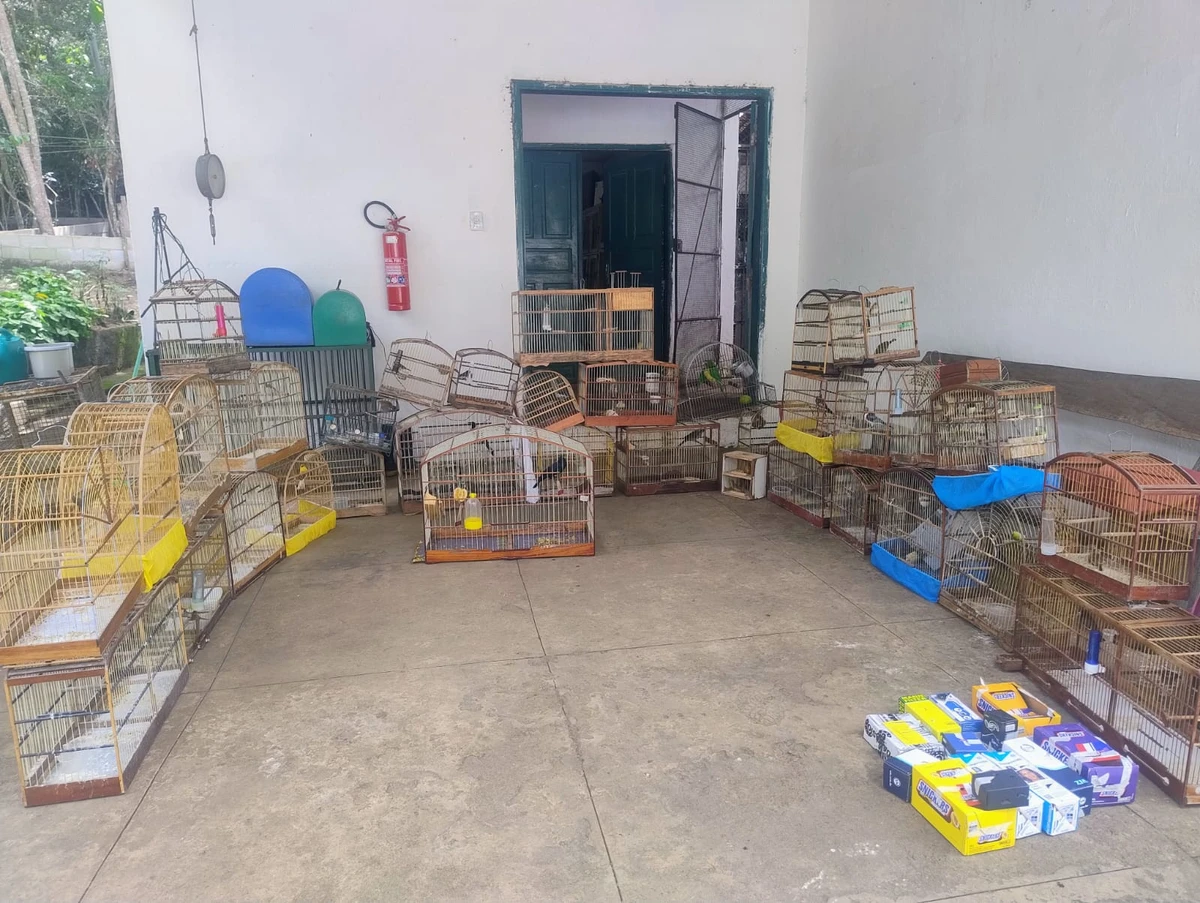 Mais de 45 aves silvestres são resgatadas em feira irregular em Vitória da Conquista por Reprodução