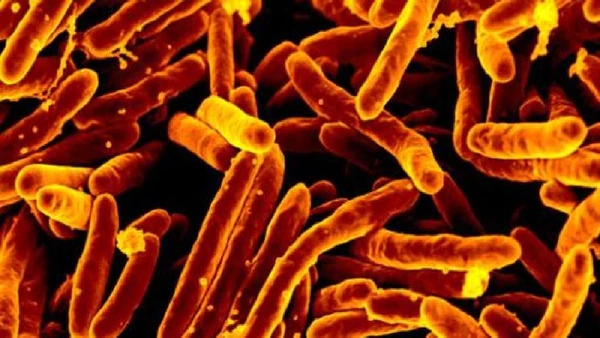 Pesquisas com HeLa ajudaram a revelar o papel da telomerase na proteção dos cromossomos e no envelhecimento celular por AJC1 / Wikimedia Commons