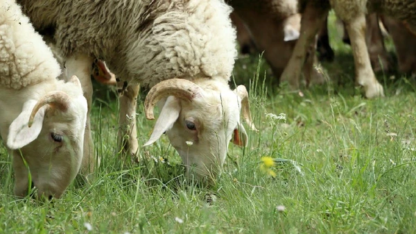 “Ruminar” vem do ato dos animais ruminantes de regurgitar e remastigar o alimento para absorver ao máximo seus nutrientes. No caso psicológico, porém, o paciente apenas amplia a absorção da negatividade dos próprios problemas