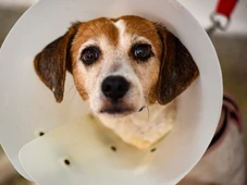 Imagem - 'Está na lei: abandono de animais é crime', diz coordenadora de hospital veterinário de Salvador