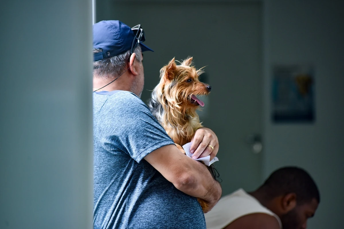 Hospital Público Veterinário de Salvador reforça que abandono de animais é crime por Jefferson Peixoto / Secom PMS