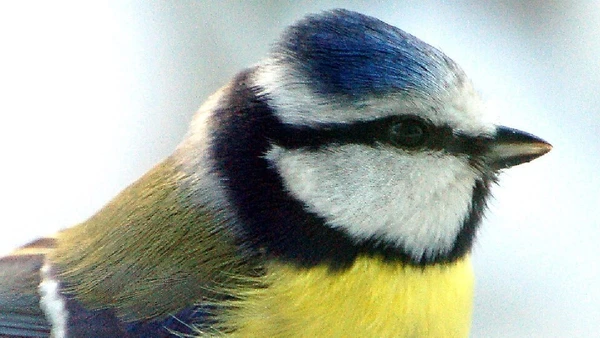 Chapim-azul, Cyanistes caeruleus por Arnstein Rønning / Wikimedia Commons