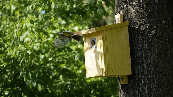Chapim-real, Parus major por Totalrandomphotos / Wikimedia Commons