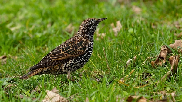 Estorninho-malhado, Sturnus vulgaris por PierreSelim / Wikimedia Commons