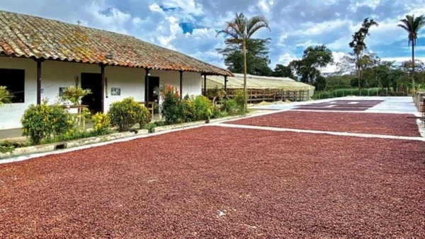 Fazenda de café por Divulgação
