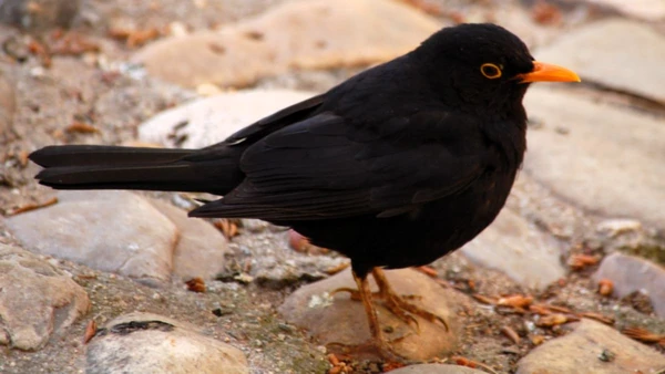 Melro-preto, Turdus merula por Raimundo Pastor / Wikimedia Commons