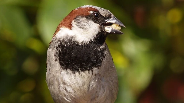 Pardal-doméstico, Passer domesticus por Arnold Paul / Wikimedia Commons