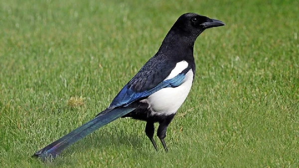 Pega-rabuda, Pica pica por Charles J. Sharp / Wikimedia Commons