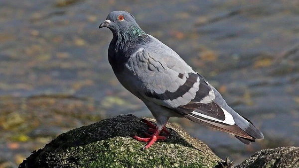 Pombo-das-rochas, Columba livia por Charles J. Sharp / Wikimedia Commons