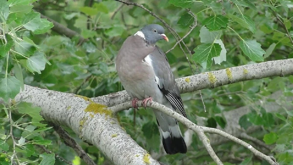 Pombo-torcaz, Columba palumbus por User:Almaffi / Wikimedia Commons