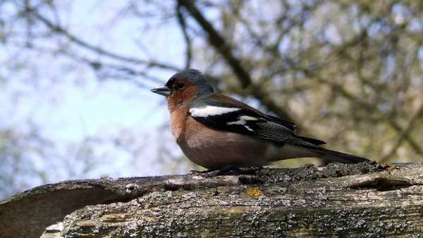 Tentilhão-comum, Fringilla coelebs por Tocekas / Wikimedia Commons