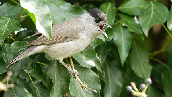 Toutinegra-de-barrete-preto, Sylvia atricapilla por Jastrow / Wikimedia Commons