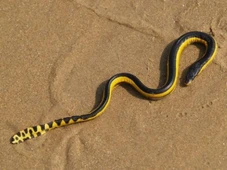 Imagem - Conheça a cobra marinha que é uma das mais venenosas do planeta e é capaz de matar 100 pessoas com uma única picada