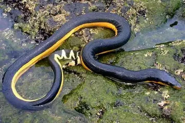 Cobra-do-mar-pelágio por Reprodução