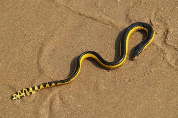 Cobra-do-mar-pelágio