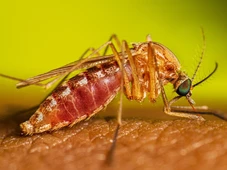 Imagem - Agência climática dos EUA desenvolve método para prever surtos de doenças transmitidas por mosquitos