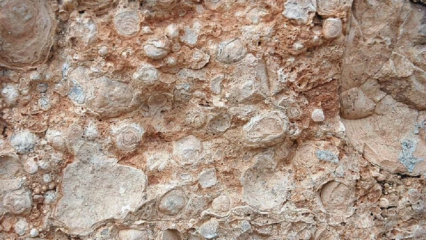 Durante o processo, as bactérias converteriam o lactato em carbonato de cálcio, também conhecido como calcário