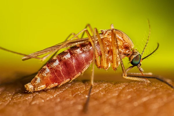 Fêmea do mosquito Culex se alimenta de sangue humano; esses mosquitos são os principais vetores do vírus do Nilo Ocidental