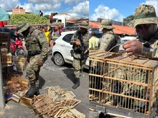 Imagem - Quase 50 aves silvestres são resgatadas durante operação em feira livre na Bahia