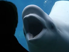 Imagem - O curioso caso das baleias-beluga que estão assustando crianças em parques aquáticos