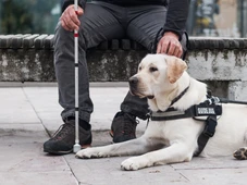 Imagem - Lei permite que pessoas com deficiência acessem estabelecimentos com cães em Salvador