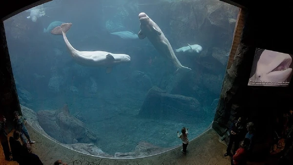 A beluga foi um dos primeiros cetáceos mantidos em cativeiro, com registro em aquário desde 1861 por Diliff / Wikimedia Commons