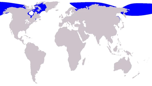 A espécie é nativa de águas árticas e subárticas, incluindo regiões do Alasca, Canadá, Rússia e Groenlândia por Pcb21 after Vardion / Wikimedia Commons