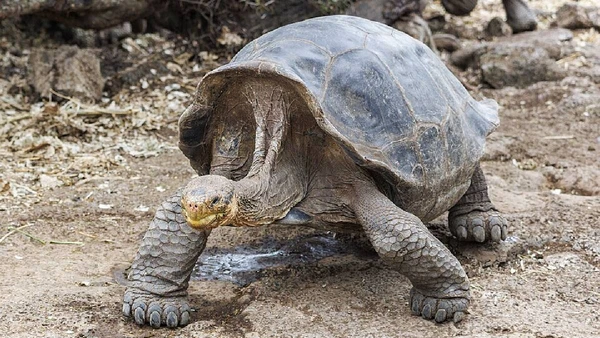 A população de Chelonoidis niger hoodensis chegou a apenas 15 sobreviventes conhecidos nos anos 1960 por E bailey / Wikimedia Commons