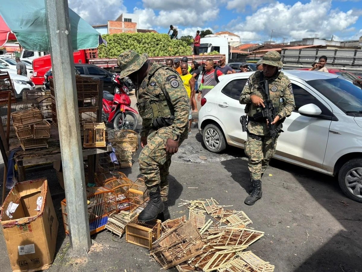 Aves resgatadas em feiras livres na Bahia