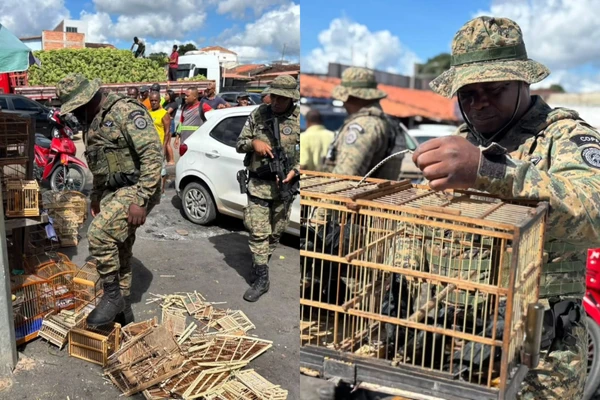 Aves silvestres foram resgatas em Alagoinhas