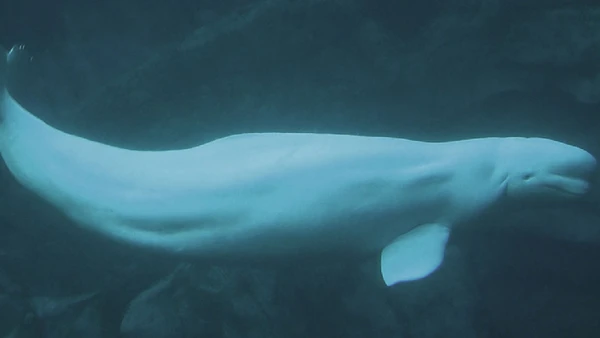 Belugas adultas podem chegar a cerca de 4,9 metros e pesar em média 1.430 kg por Greg Hume / Wikimedia Commons