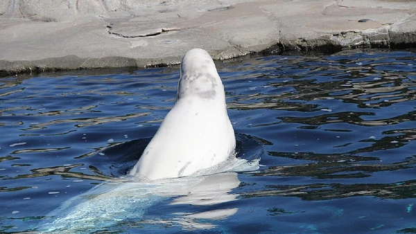 Belugas não têm nadadeira dorsal e usam uma crista resistente, com seu formato característico, para nadar sob placas de gelo por Bennett Graff / Wikimedia Commons