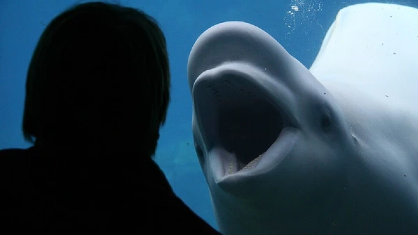 Belugas são conhecidas como “canários do mar” por causa da variedade de sons que produzem, elas são capazes de usar sons para se comunicar, navegar e localizar presas