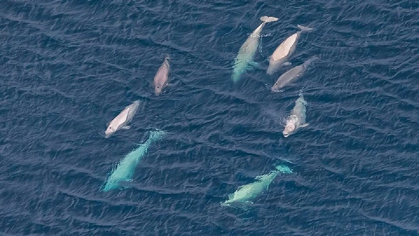 Belugas são sociais e podem formar grupos pequenos ou agregações com centenas de indivíduos por Kirill.uyutnov / Wikimedia Commons