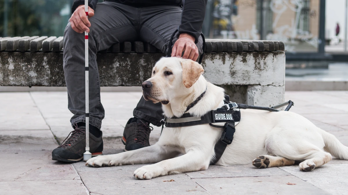 Cães de assistência são usados por pessoas com deficiência