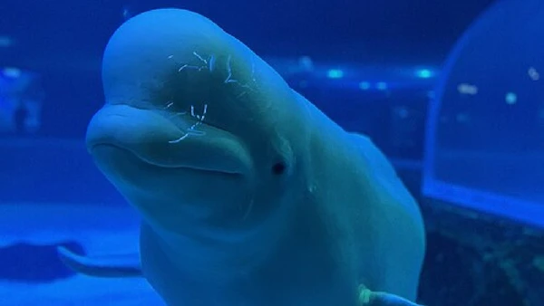 Em aquários, belugas podem explorar objetos, interagir com cuidadores e receber estímulos como parte do enriquecimento ambiental por Versions111 / Wikimedia Commons