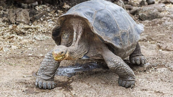 Espécies e subespécies endêmicas de uma ilha ou um pequeno recorte geográfico tendem a ser mais suscetíveis à extinção, como é o caso da tartaruga-gigante-de-Española